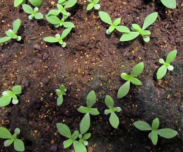 Выращивание цинии семенами, как ухаживать за рассадой цинии в домашних условиях