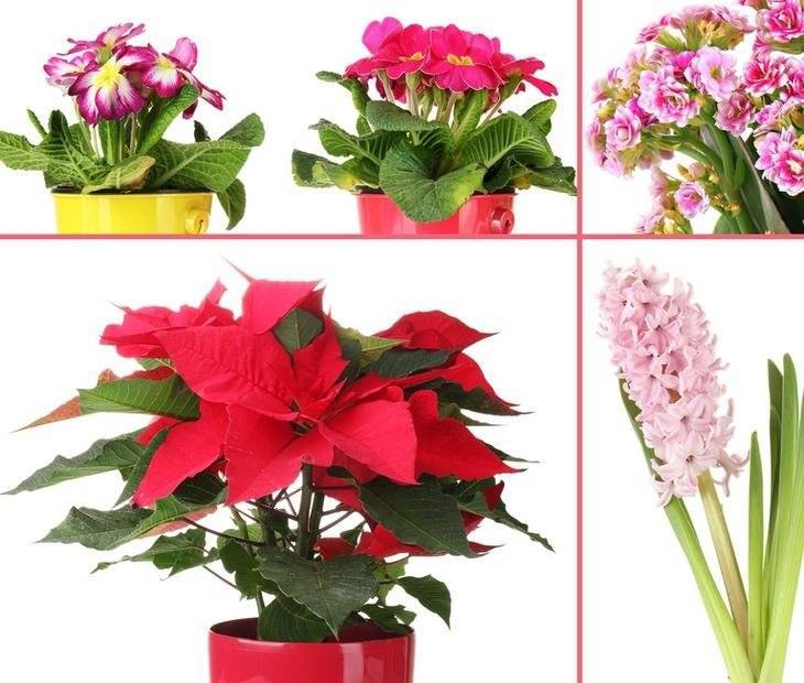 Цветущие комнатные растения фото с названиями