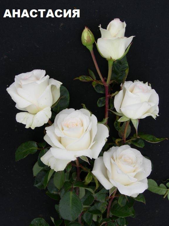 Чайно-гибридные розы сорта с названиями и описанием