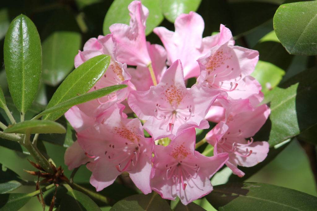 Рододендрон розовый гибридный