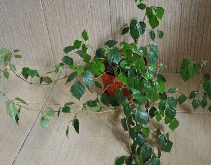 Хамедорея уход в домашних условиях, фото, приметы и суеверия, отзывы