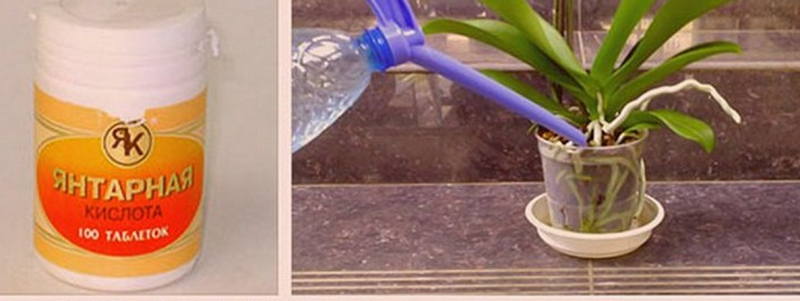 Янтарная кислота для орхидей: как применять, как правильно разводить, польза и вред