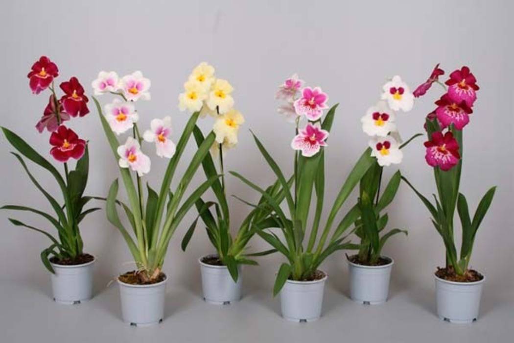 Орхидея Мильтония: уход в домашних условиях