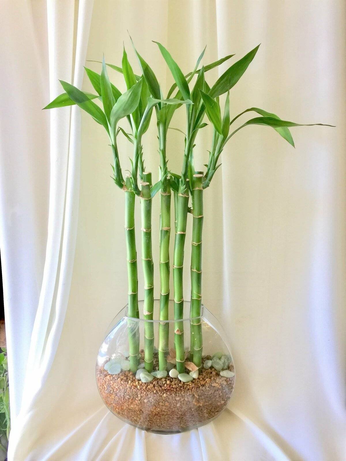 Лаки бамбук: как ухаживать в домашних условиях, размножение и посадка, фото