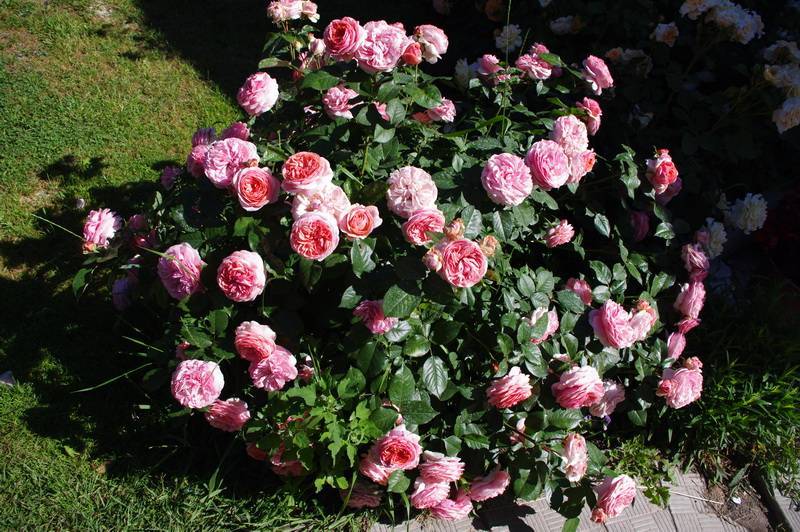 Парковая роза чиппендейл: описание сорта, уход