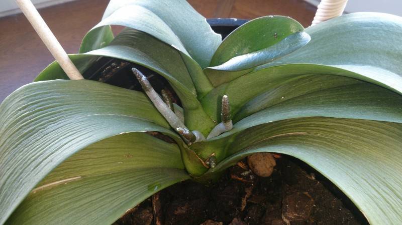 Как восстановить тургор листьев у орхидеи фаленопсис и каковы основные причины вялости, что делать, если растение потеряло упругость и морщинится