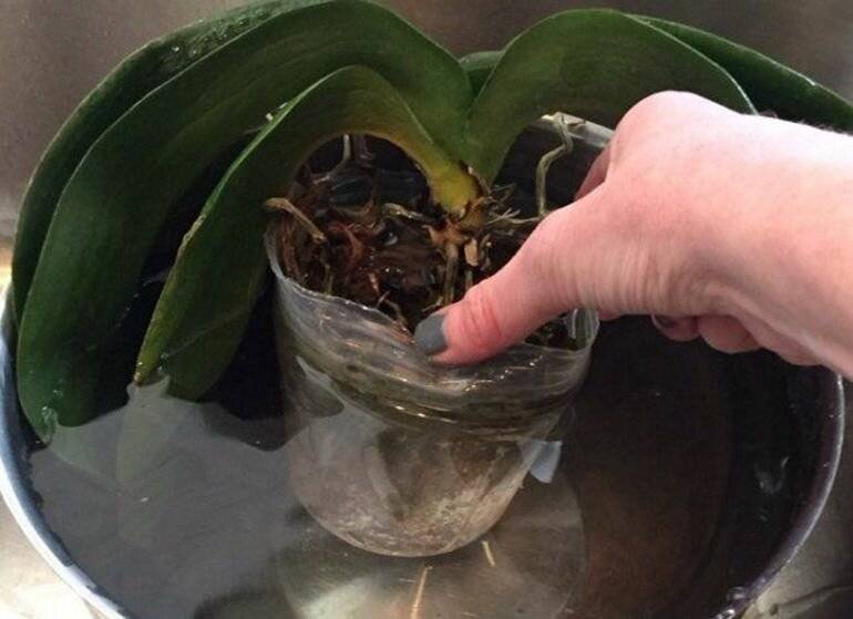 Как поливать орхидею в домашних условиях? особенности полива в определенное время развития. фото — ботаничка.ru