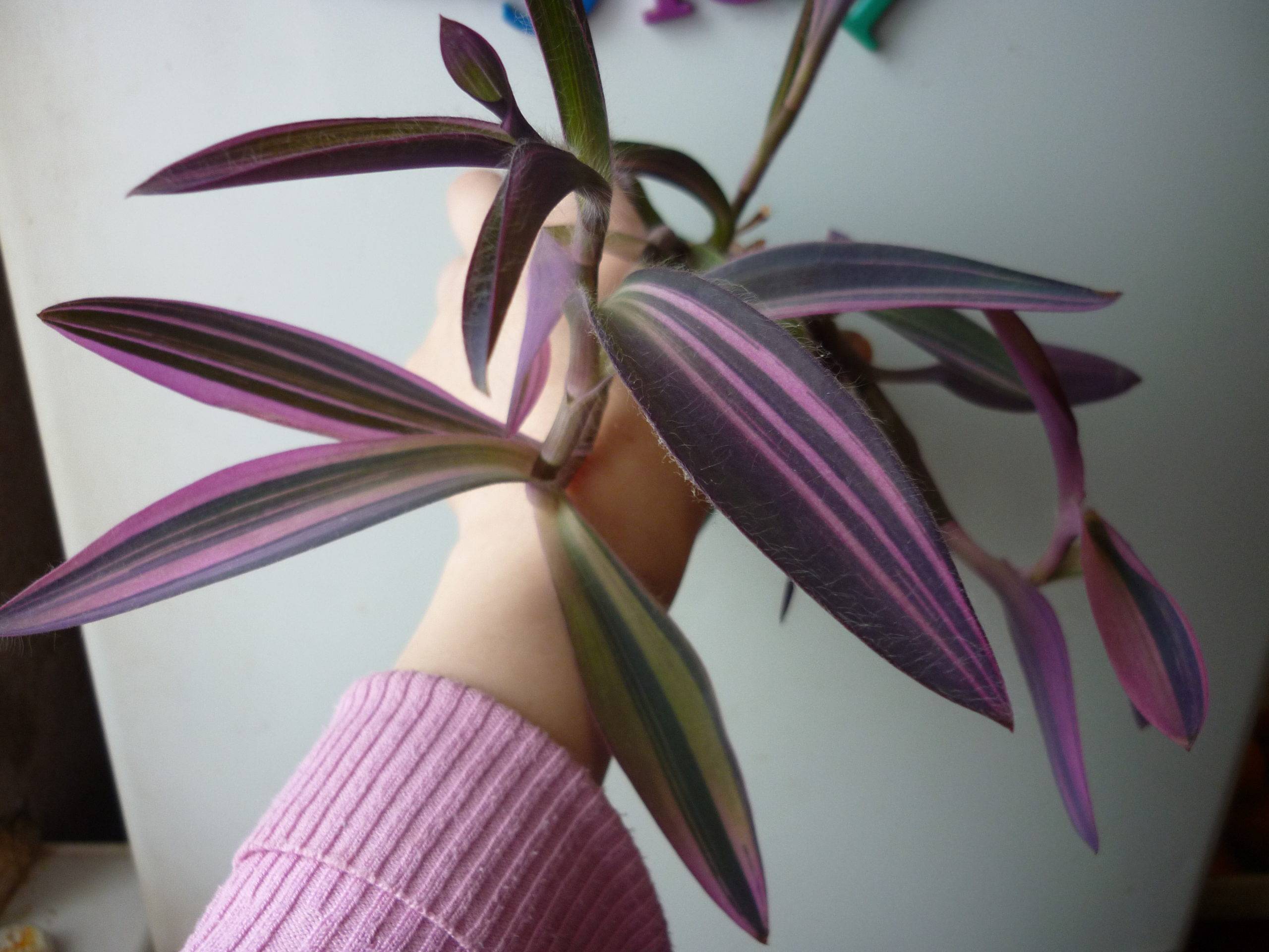 Сеткреазия пурпурная: магические свойства и уход в домашних условиях