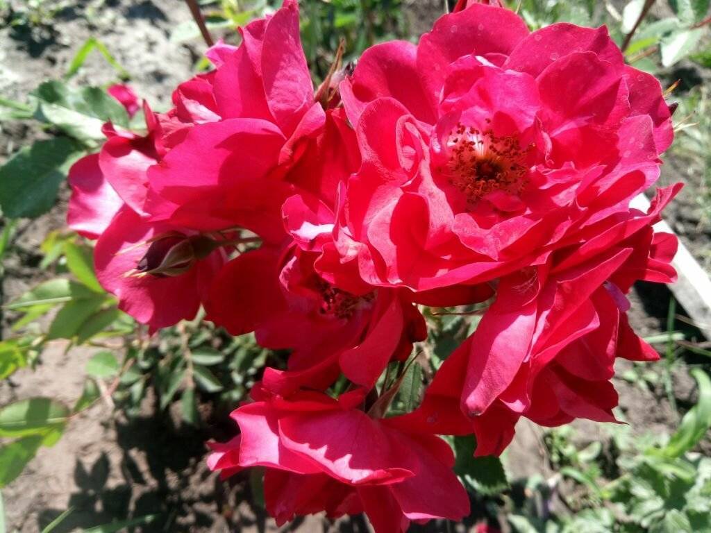 Канадская роза: сорта, фото, описание :: syl.ru