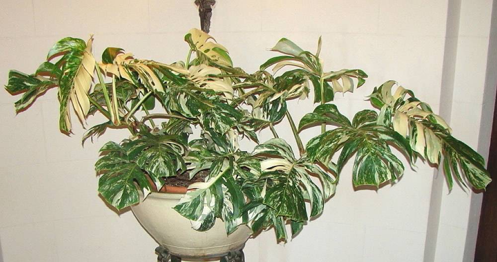 Вариегатные или пестролистные растения дома