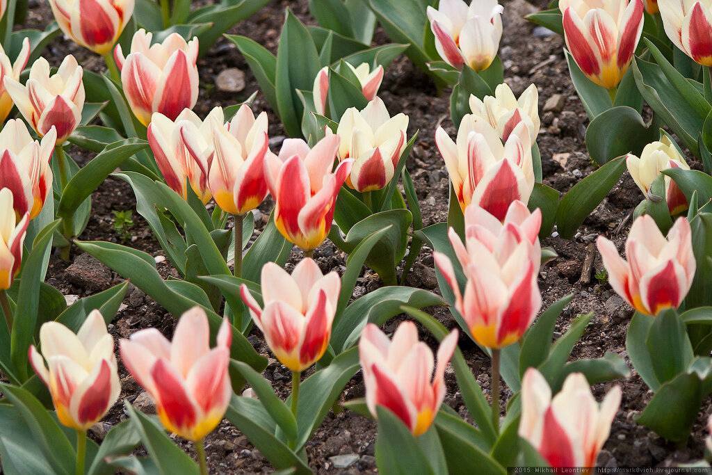 Крупнейшие тюльпаны и другие виды tulipa l., фото