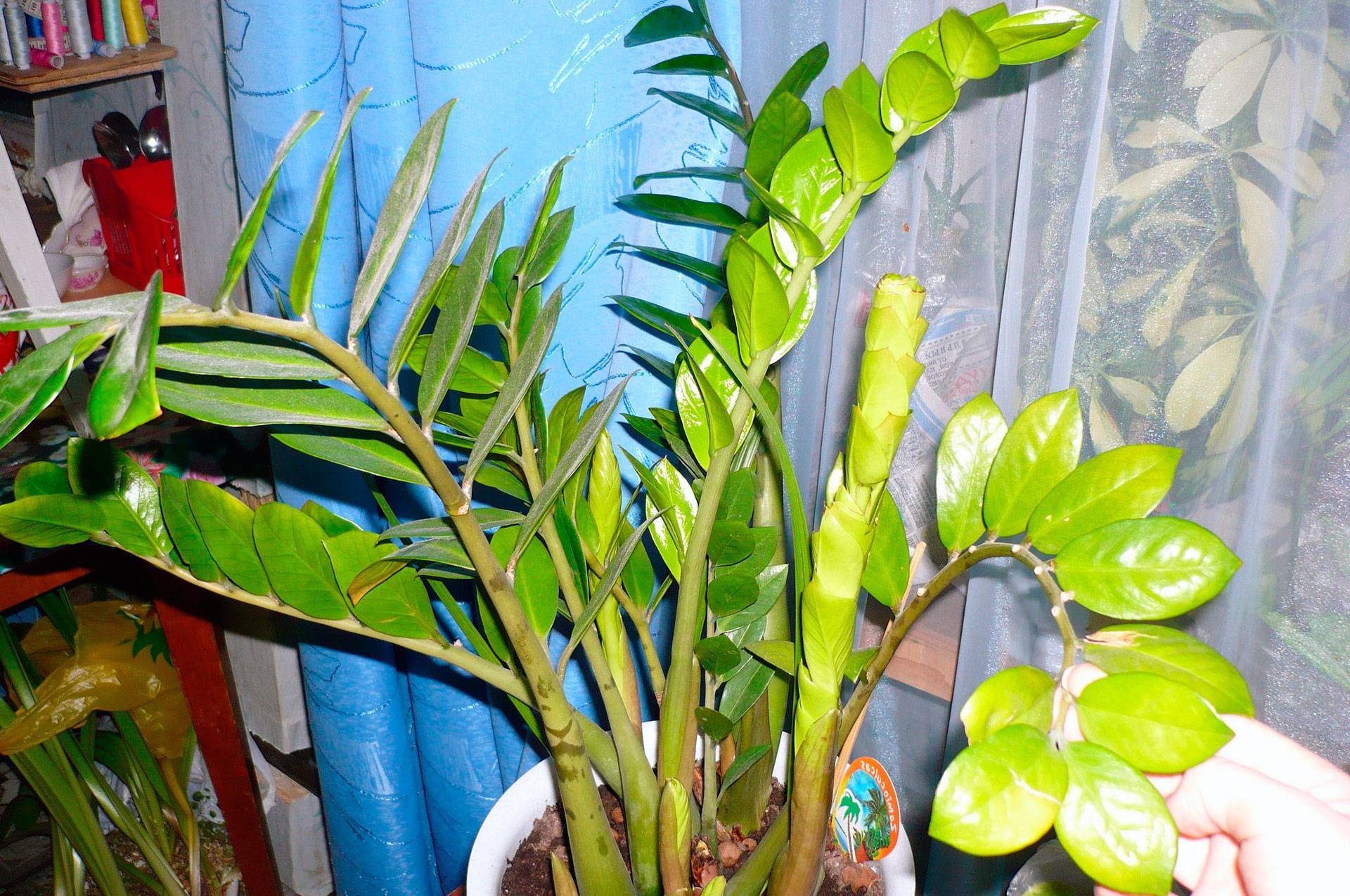 Замиокулькас – уход в домашних условиях, способы размножения. разновидности растения с описанием и фото, пересадка