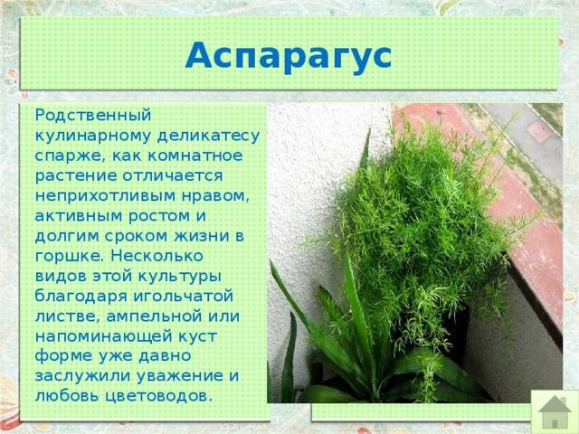 Цветок аспарагус комнатный: виды и фото, уход в домашних условиях