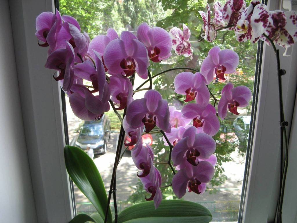 Фаленопсис микс: уход в домашних условиях после магазина, фото цветка орхидеи после покупки, а также определение, что это такое