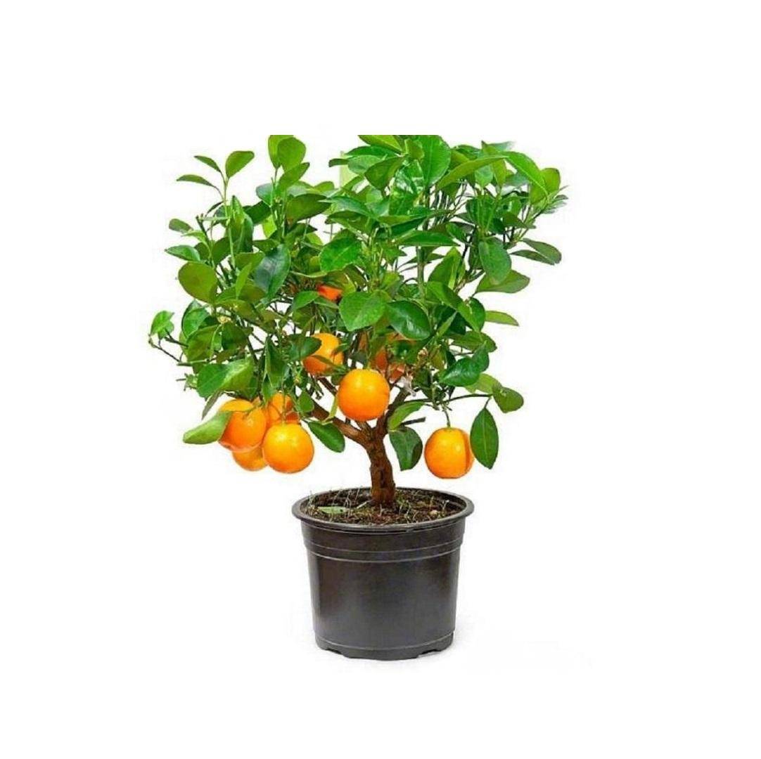 Дитя света и тепла — как вырастить апельсин из косточки в домашних условиях, как посадить, как привить, как ухаживать?