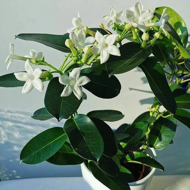 Стефанотис — царские цветение, аромат и капризы