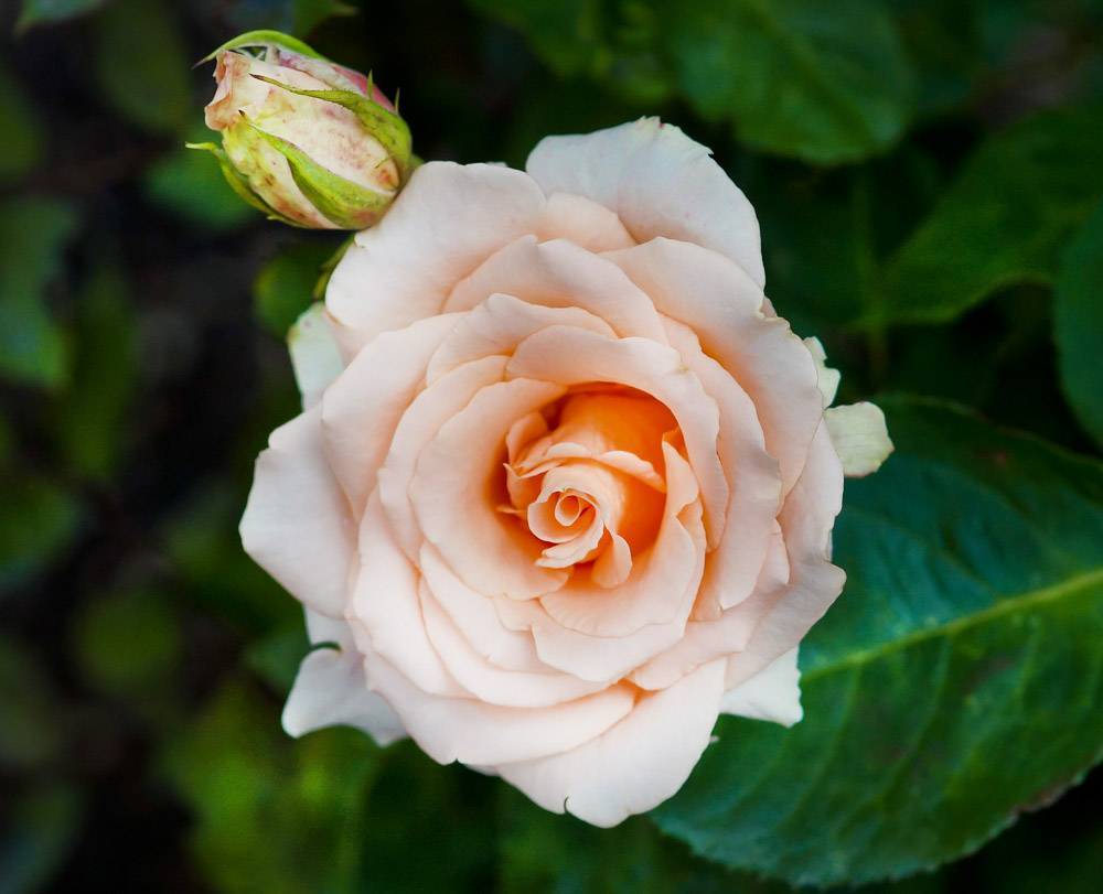 Чайно-гибридная роза версилия: описание, фото, отзывы