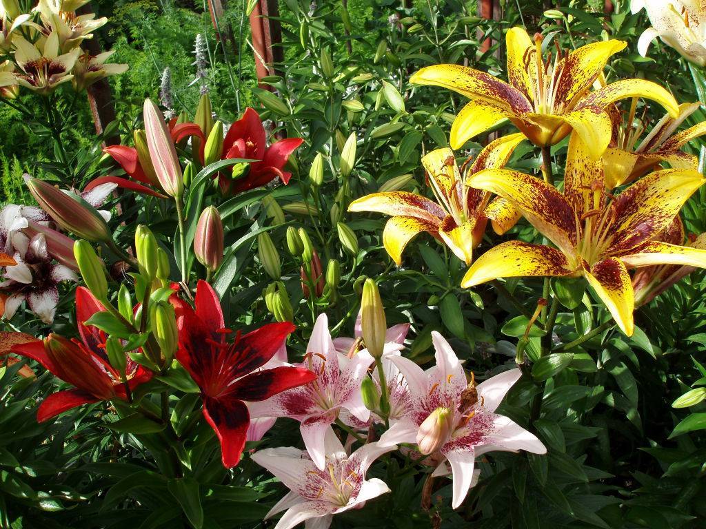 Цветок лилия – посадка и уход в открытом грунте, фото лилий, пересадка и размножение лилий