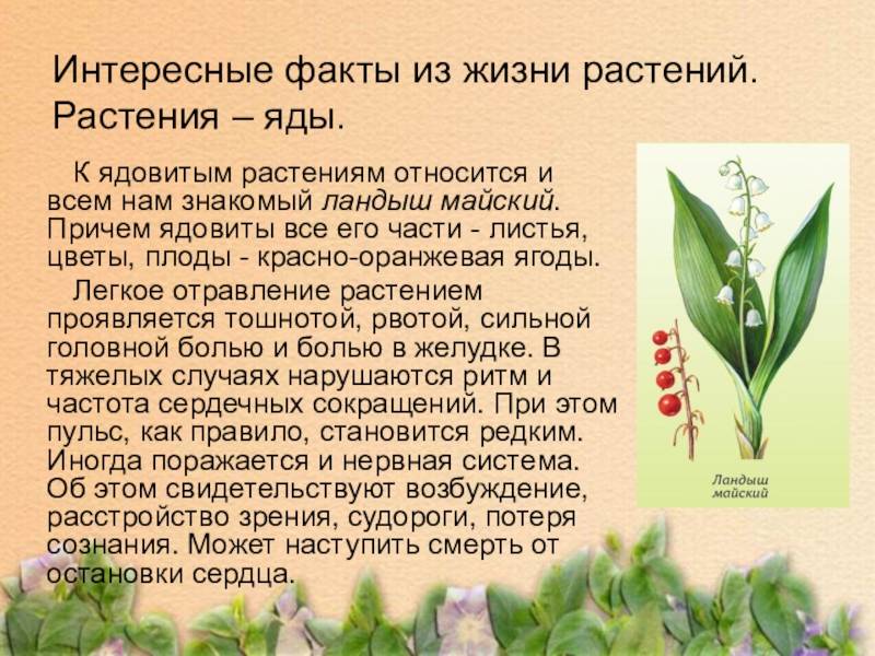 100 интересных фактов о растениях мира, россии по видам: список
