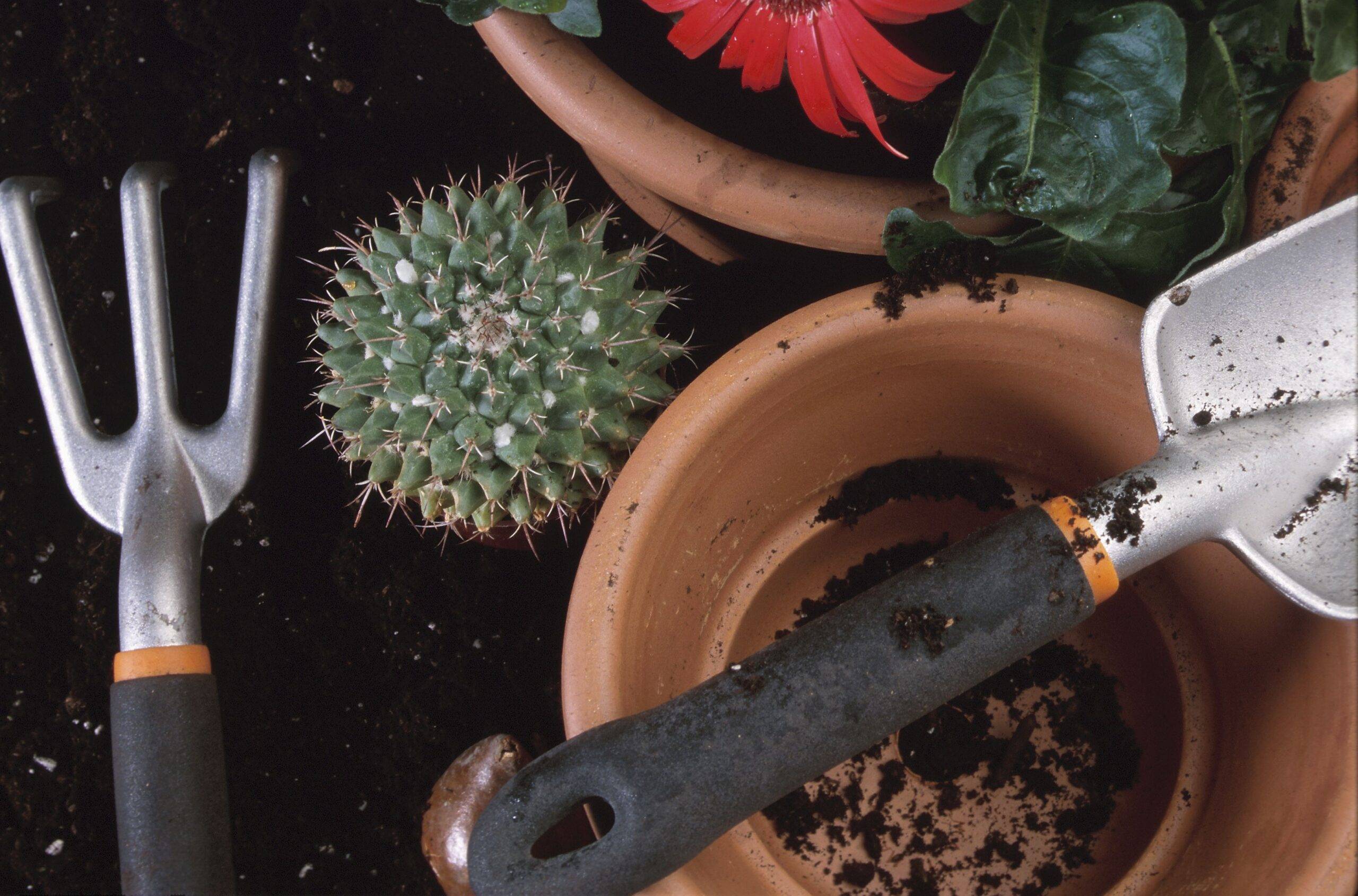 Виды домашних кактусов (100 фото): уход в домашних условиях
