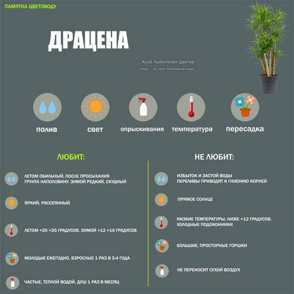 Комнатные растения: сезонные работы в феврале на supersadovnik.ru
