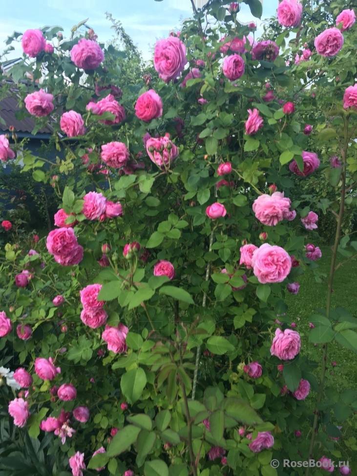 Роза луис одьер: фото, отзывы, описание паркового плетистого сорта