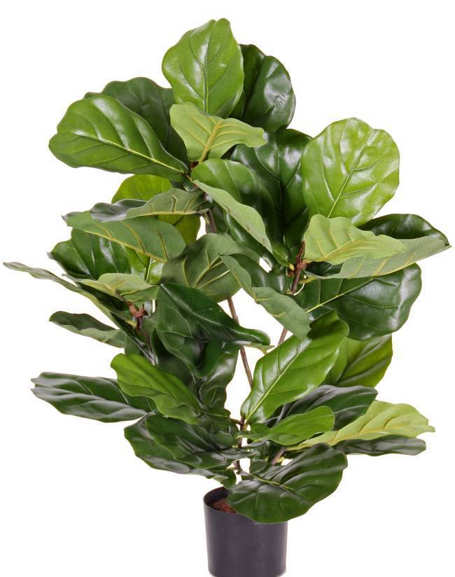 Фикусы — разновидности с мелкими и крупными листьями, пестролистный и карликовый