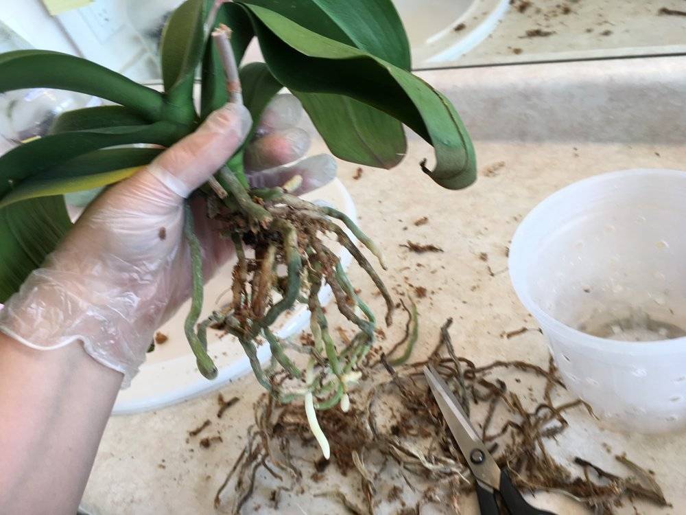 У орхидеи сгнили все корни: что делать и как спасти, если растение погибает, инструкция
