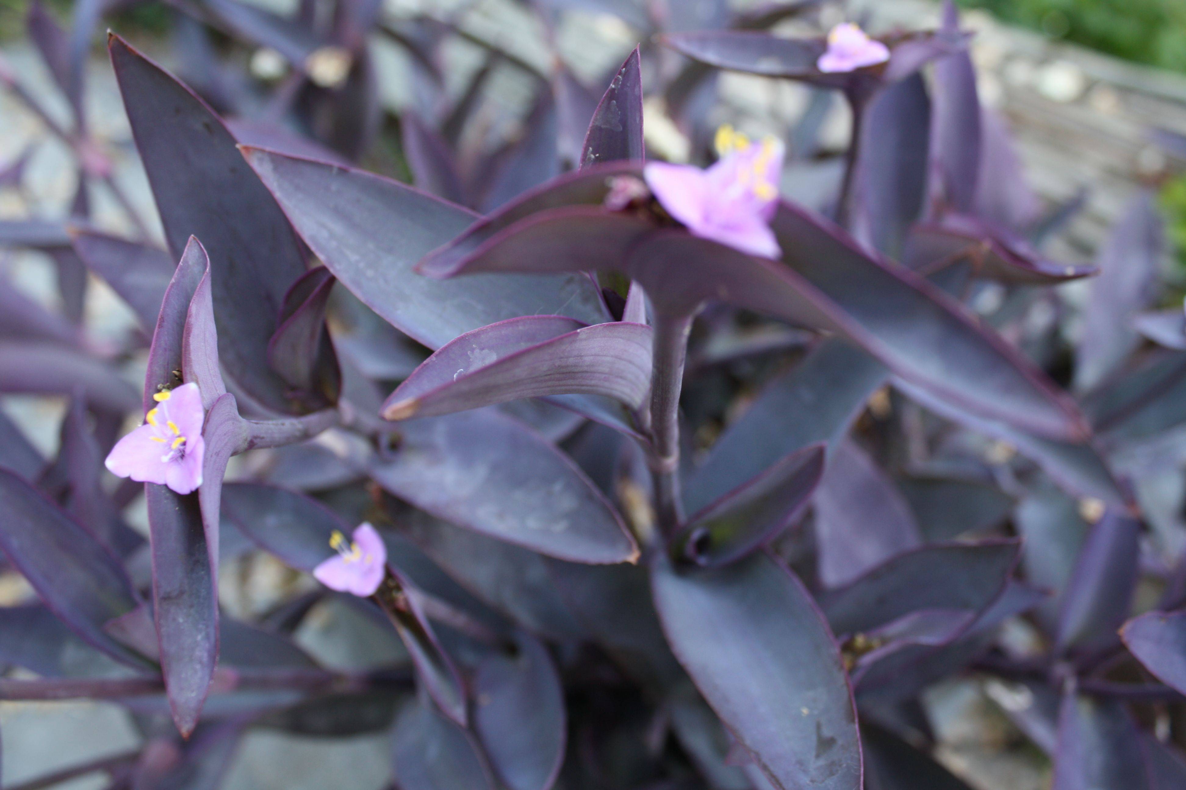 Сеткреазия пурпурная: уход в домашних условиях, посадка, выращивание, виды, размножение, магические свойства, фото