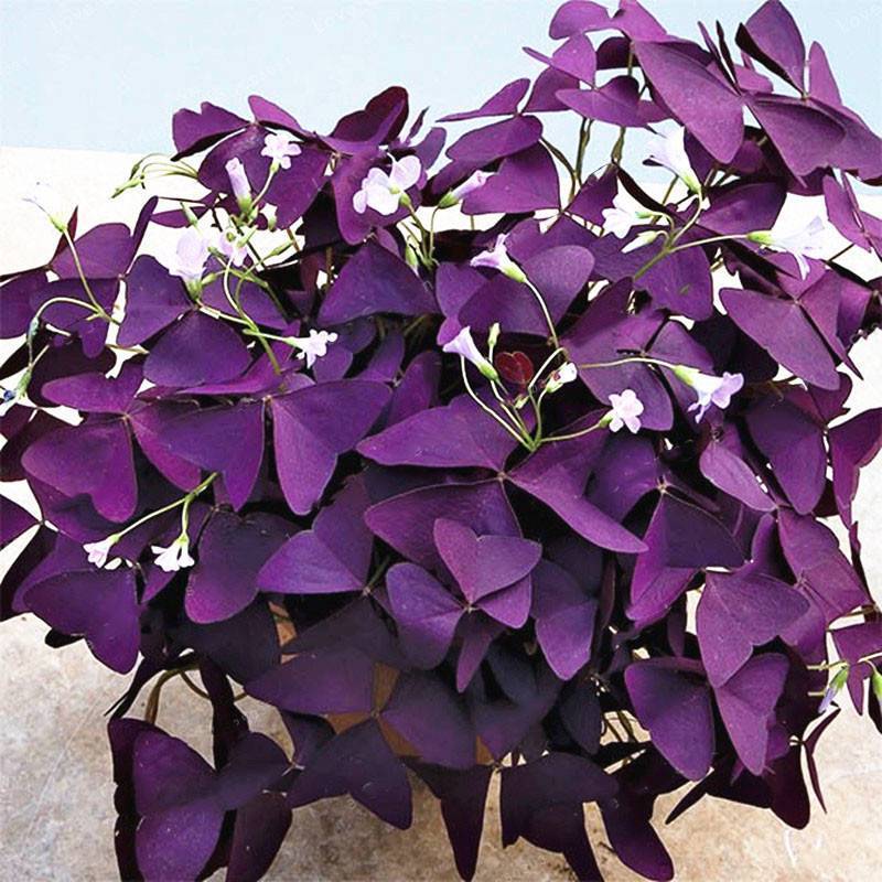 Фиолетовые садовые цветы: разновидности, описание и фото