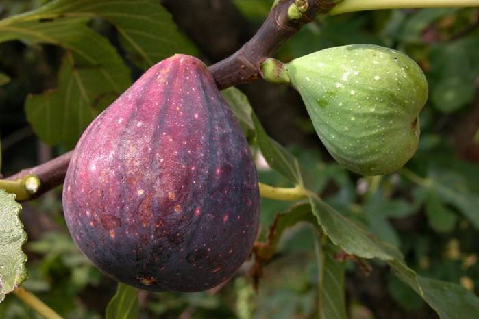 Инжир или смоква, его выращивание, плоды и полезные свойства