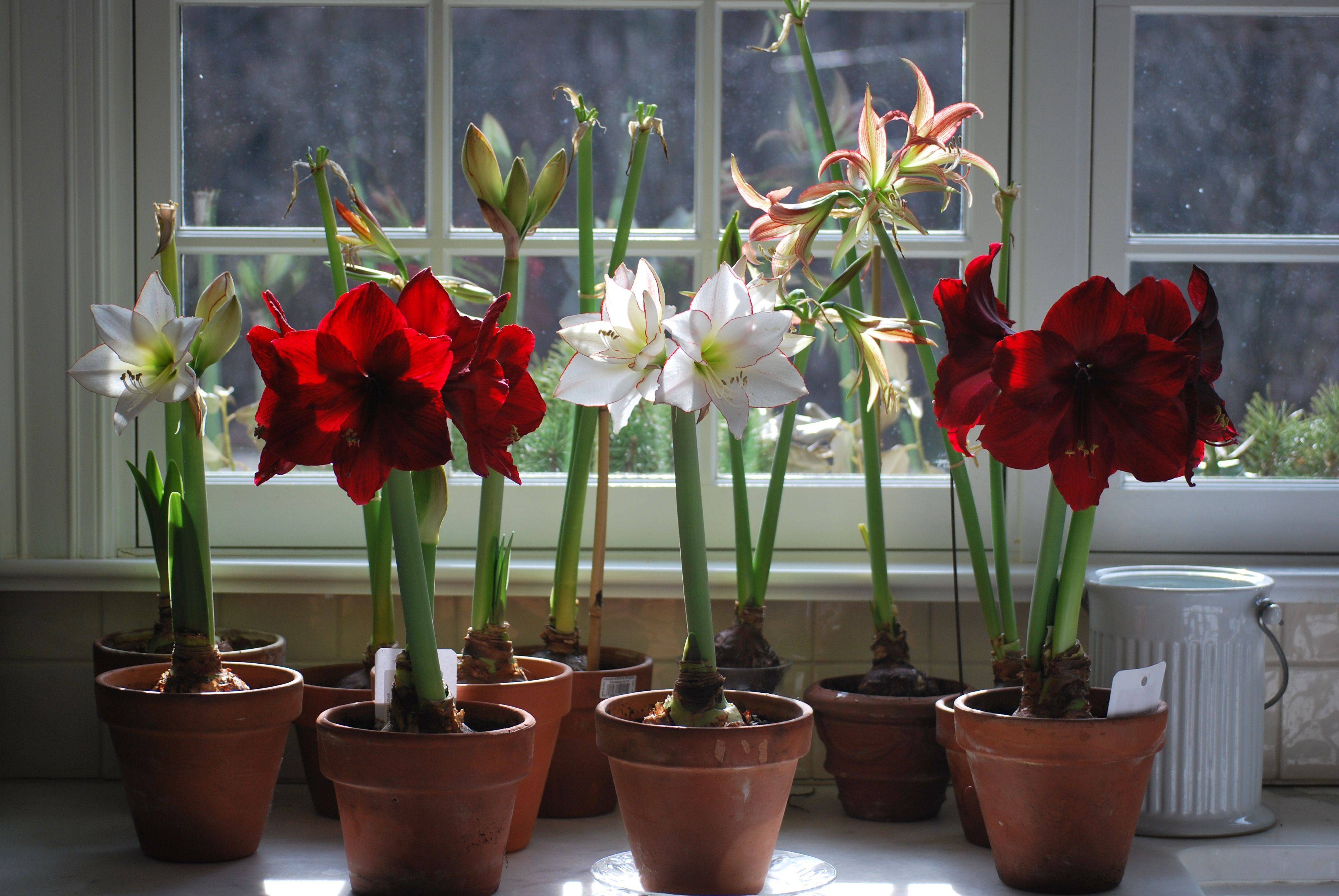 Цветок амариллис - уход в домашних условиях