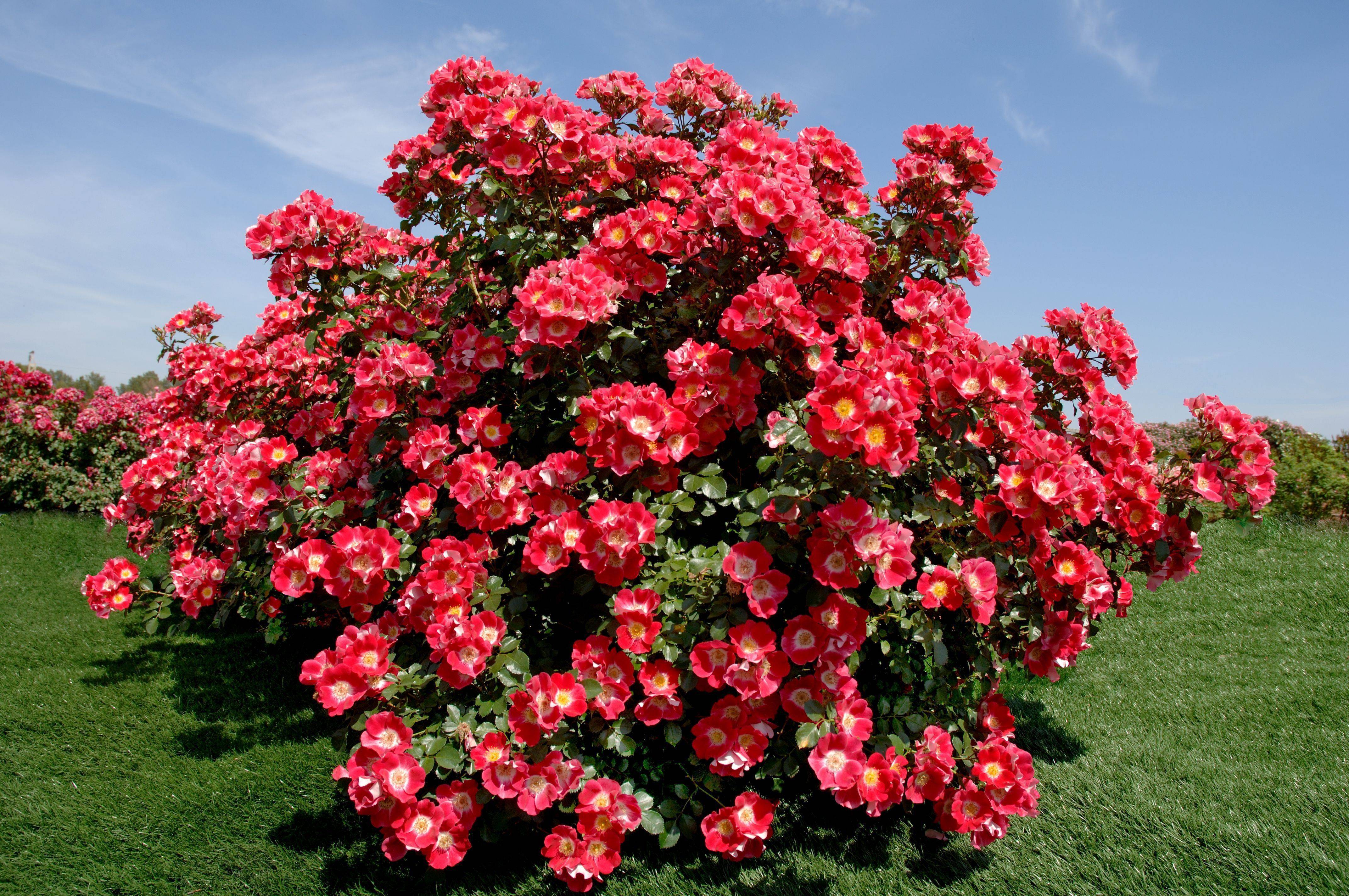 Робуста роза - характеристики сорта, выращивание и уход | розоцвет