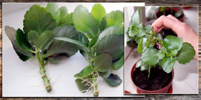 Как размножить каланхоэ в домашних условиях листом, отпрысками, семенами, почками, детками, как укоренить черенки, как развести цветущий?