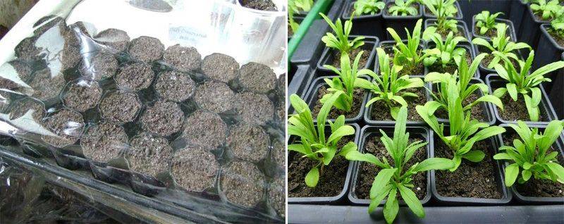 Все о выращивании немезии: уход в домашних условиях, посадка семян в открытый грунт