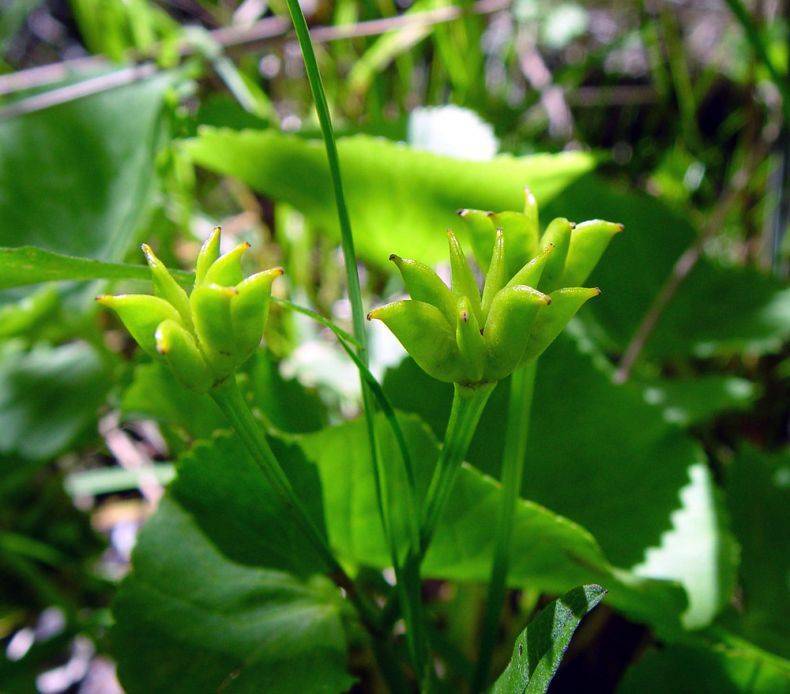Калужница болотная: фото и описание цветка