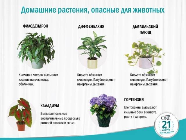 7 опасных комнатных растений для детей и взрослых