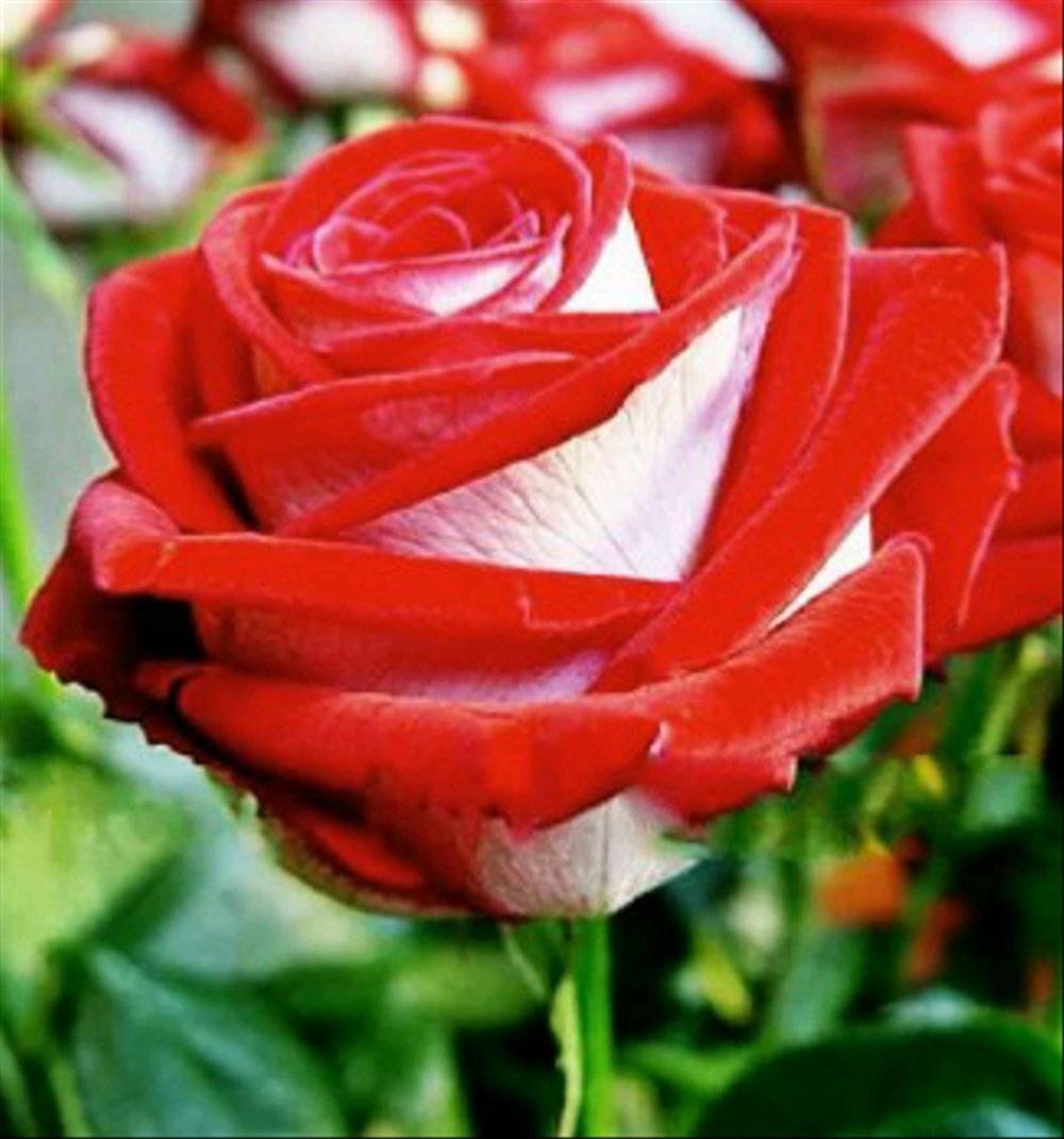 Розы: структура и особенности растения | энциклопедия роз