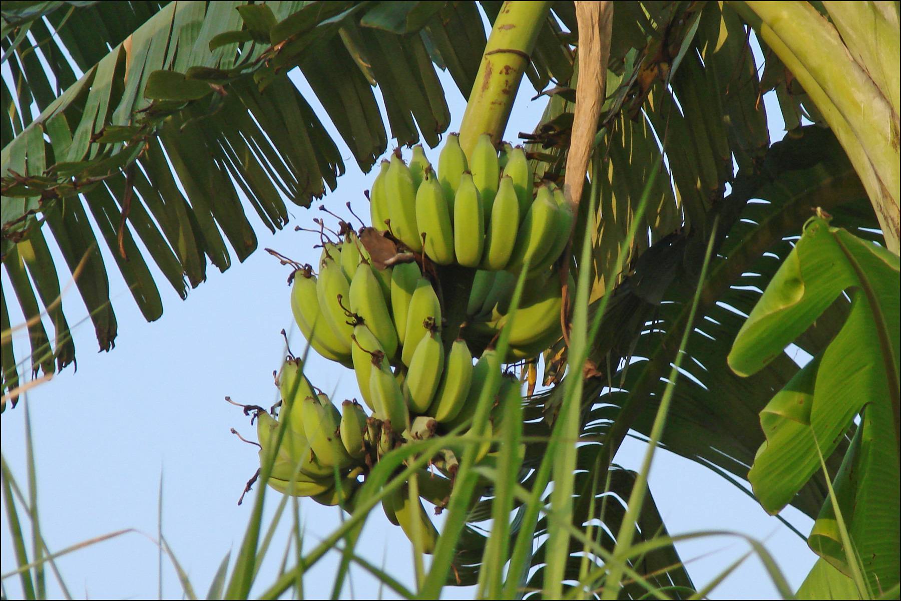 Выращивание бананов в домашних условиях