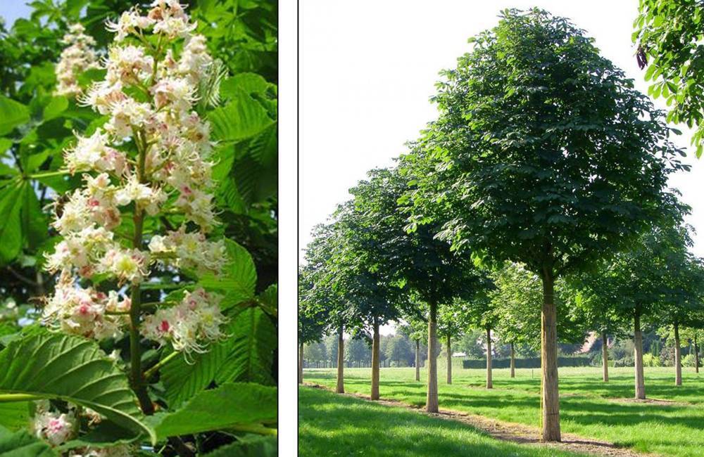 Каштан — дерево с цветами, описание, как посадить и вырастить