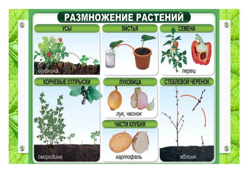 Рекомендации по уходу и выращиванию за цветком «полисциас» в домашних условиях
