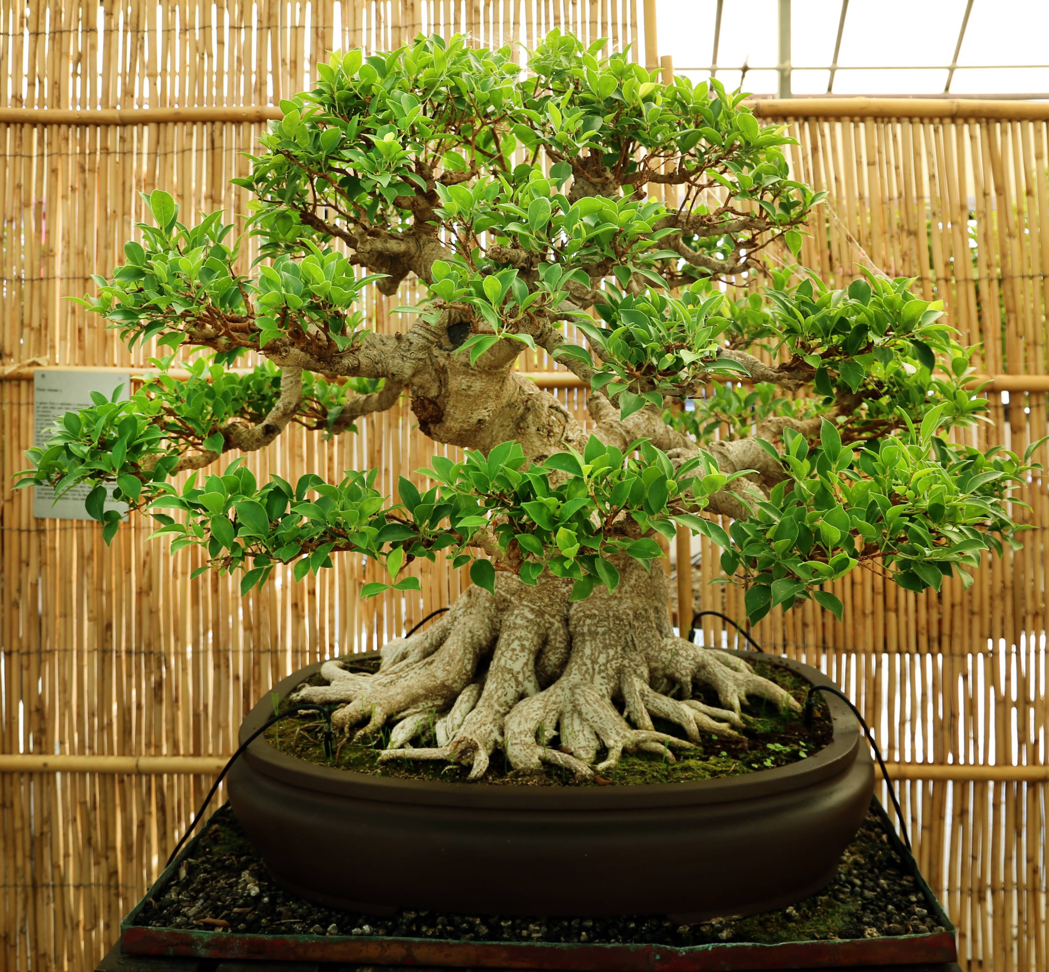 Фикус бонсай - разновидности и советы по уходу. оформление деревца своими руками (140 фото)