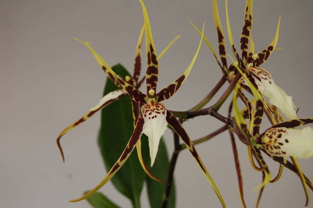 Орхидея брассия: описание, отзывы, посадка и уход в домашних условиях, пересадка