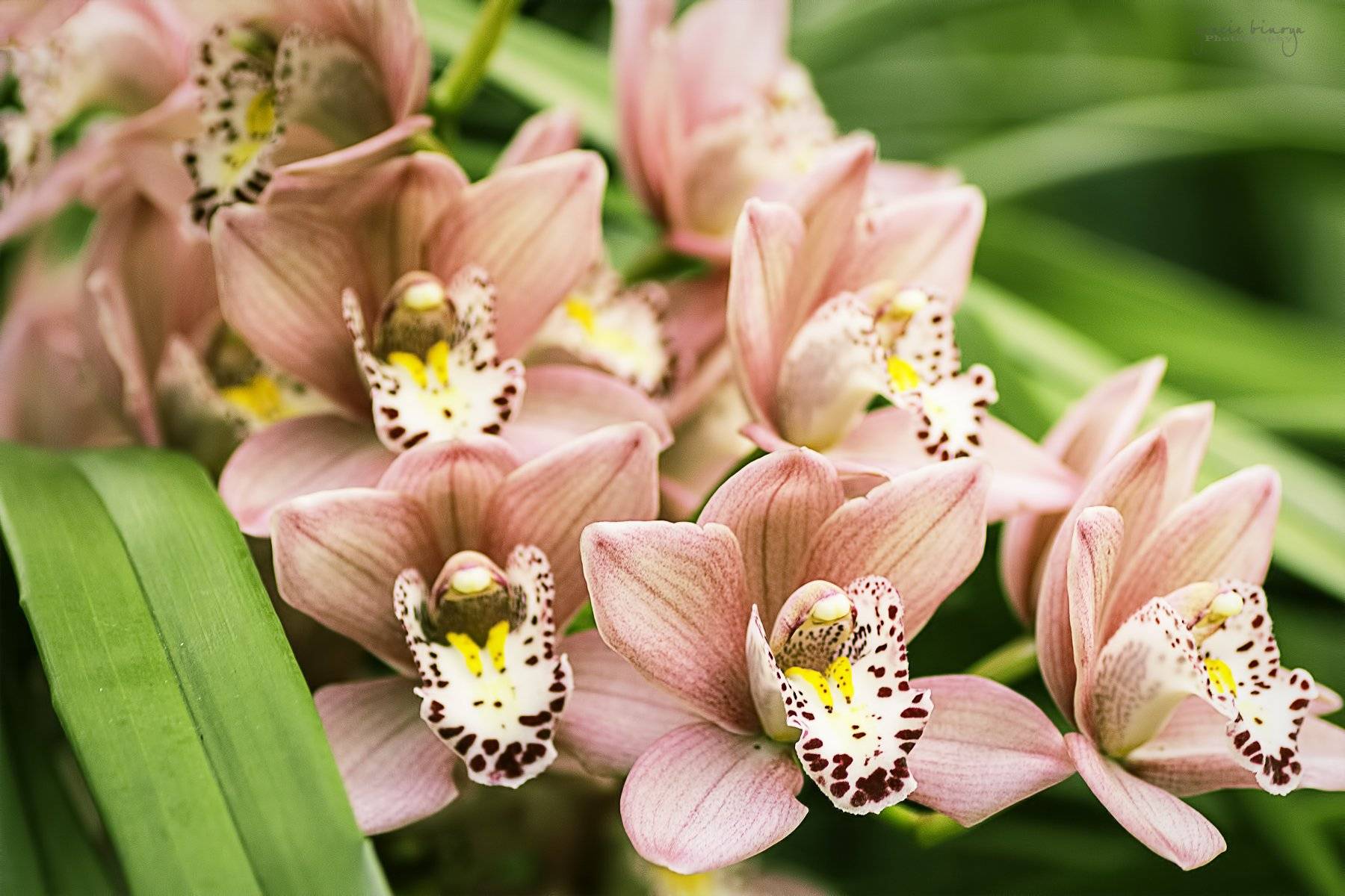 Орхидея цимбидиум - условия для выращивания и сорта орхидеи