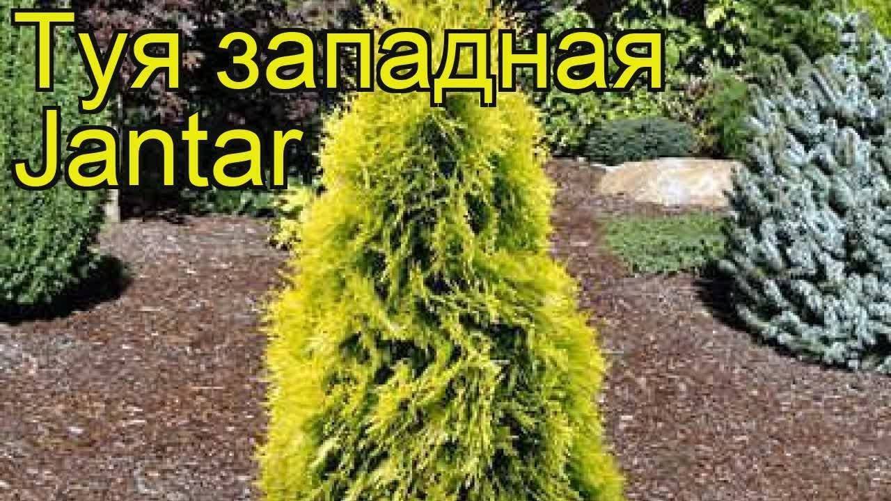Туя западная еллоу риббон (yellow ribbon) в ландшафтном дизайне: фото и описание, высота взрослого дерева - ваш дачный участок
