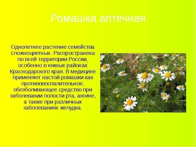 Описание цветка ромашки: фото, описание, строение, применение и полезные свойства