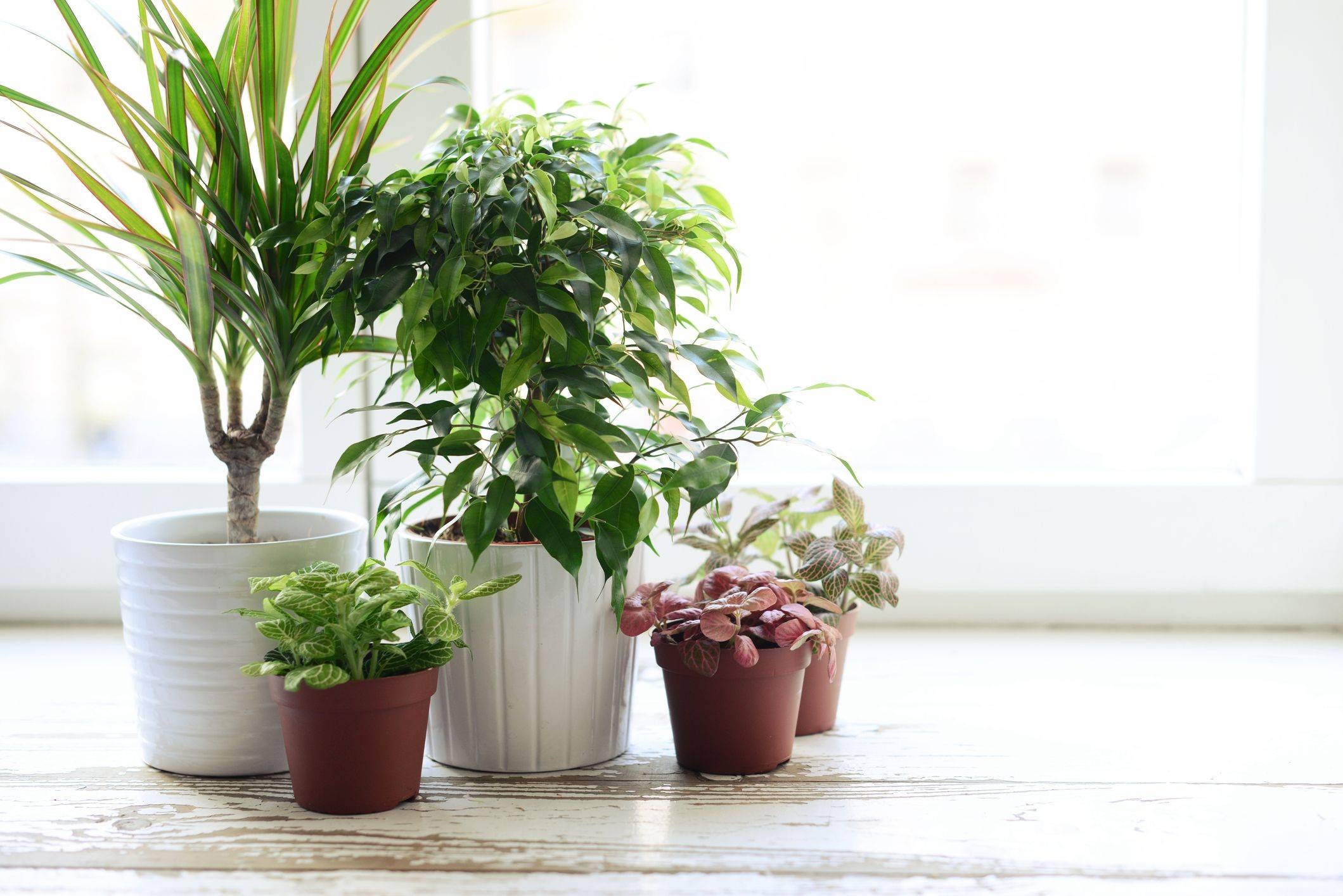 Ароматные комнатные растения для дома: выбор для спальни и других помещений