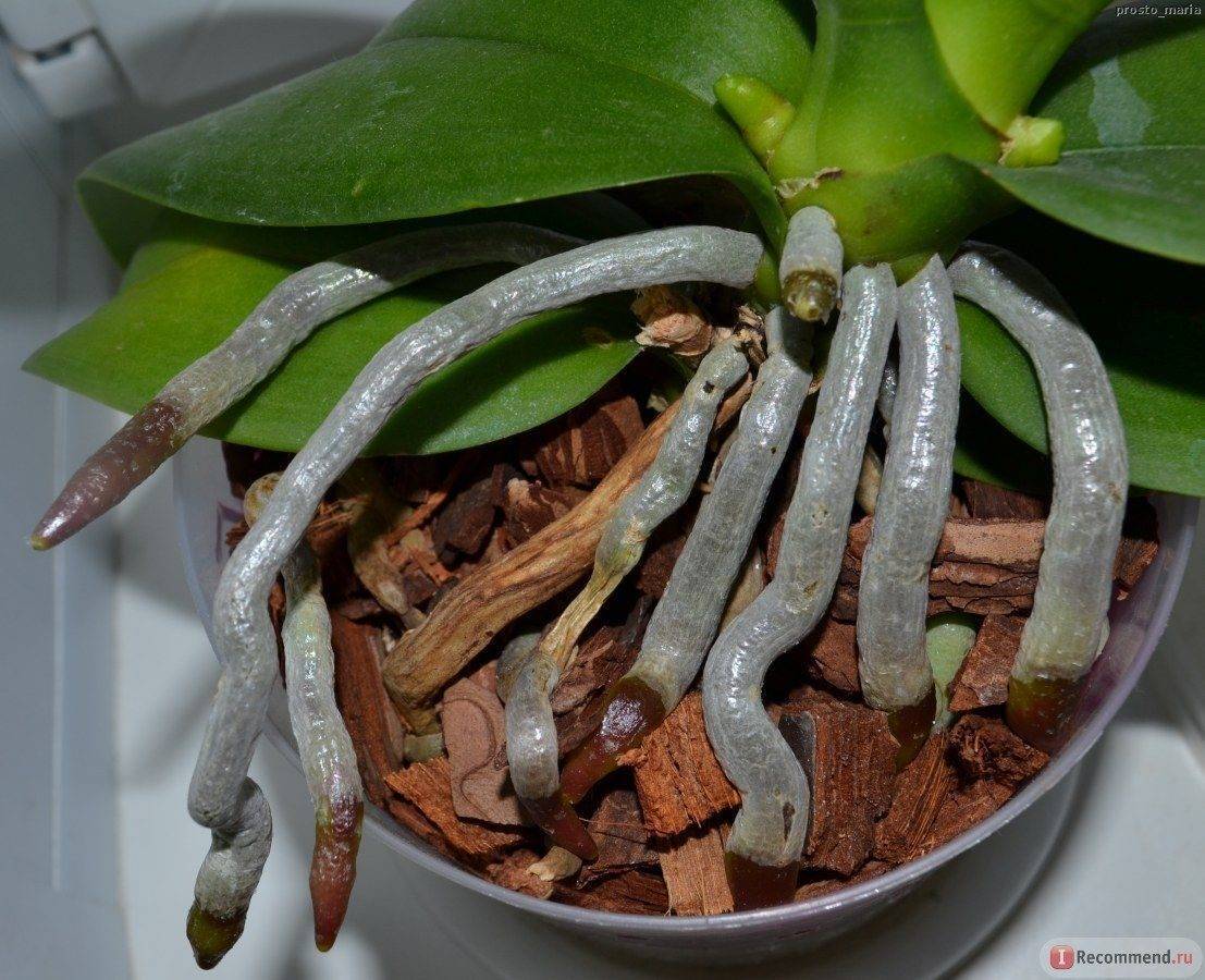Воздушные корни орхидеи — что с ними делать