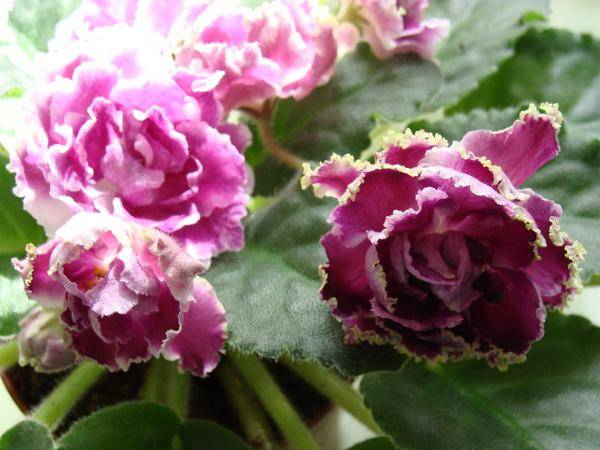 Фиалка ледяная роза фото и описание сорта