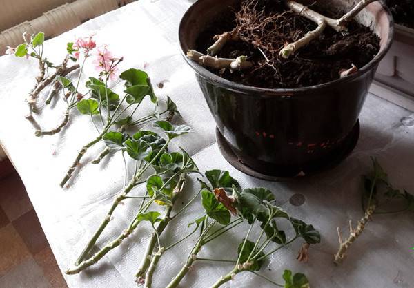 9 комнатных растений, которые легко размножить черенками